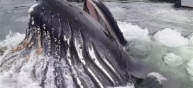 Humpback Whale Nearly Docks at Alaska Marina (Video)