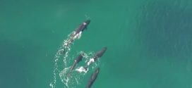 Incredible Drone Video Shows Killer Whales Hunting Down a Shark