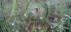 Liquid wire material inspired by spiders silk (Video)