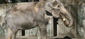 Lonely Thai elephant, Hanako dies at age 69