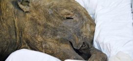 Meet 40,000-year-old baby mammoth Lyuba at the Royal BC Museum