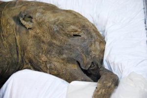 Meet 40,000-year-old baby mammoth Lyuba at the Royal BC Museum