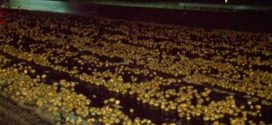 Potato spill shuts down North Carolina Interstate (Video)