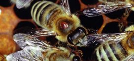 Scientists Complete First Assessment of State’s Bees