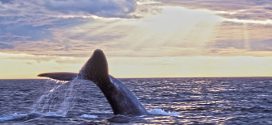 Scientists turn to public via Whale Alert app to help track down missing whales