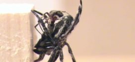 Spider behaviors include oral sexual encounters, says new research