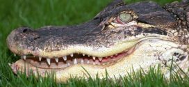 Two alligators found eating dead human body in US