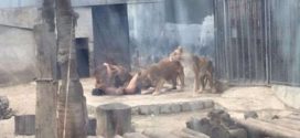 Two lions killed in Chile zoo as they maul naked suicidal man (Video)