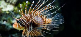 Whole Foods Selling Lionfish in Florida stores, sans venom