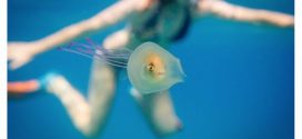 Aussie photographer discovers fish trapped inside jellyfish (Photo)