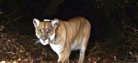 Boy, five, mauled by mountain lion