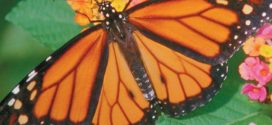 Citizens Being Asked to Help Save Monarch Butterflies in Canada, Report