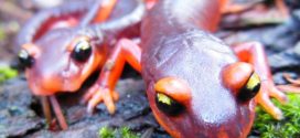 Deadly Fungus Threatens Salamander Population, Report