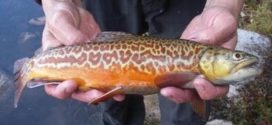 Diamond Lake: Inaugural stocking of tiger trout