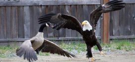 Eagle and Canada goose battle caught on camera (Video)