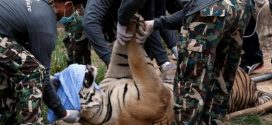 Forty dead tiger cubs found in freezer at Thai temple