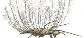 Insects used bizarre camouflage 100 million years ago, says new research