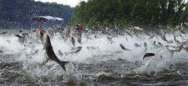 Invasive Asian Carp Respond Strongly to Carbon Dioxide, says new research