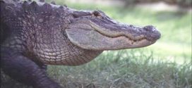 Lakeland alligator trapped after being found with body in mouth