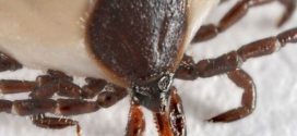 Lyme disease: Health officials warn of rise in cases and tick bites