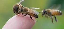 Mark Winston: Bee expert at The Bookshelf on Friday