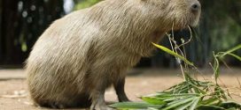 One of two fugitive capybaras caught