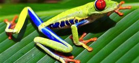 Red-eyed tree frog embryo escape plan revealed (Video)