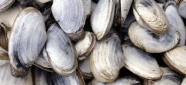 Research finds contagious cancers can spread among several species of shellfish