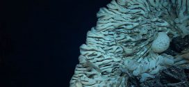 Researchers discover largest sponge known in the world