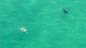 Shark sightings prompt closure of two California beaches