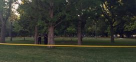 Tree branch kills man in popular Toronto park