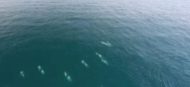 Drone video of White-beaked dolphin (Watch)