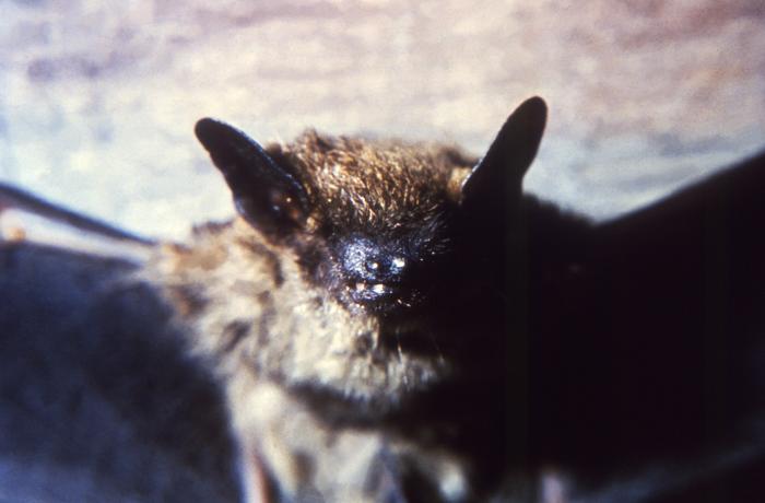 Hamilton Has First Confirmed Case Of Bat Rabies Of 2016 Report   Hamilton Has First Confirmed Case Of Bat Rabies Of 2016 Report 