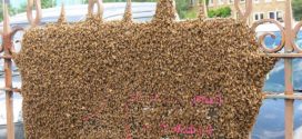 Hive of activity as 40,000 bees swarm on Glasgow street, UK (Photo)