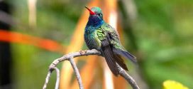 Hummingbird Vision Wired to Avoid Collisions, Says New Research