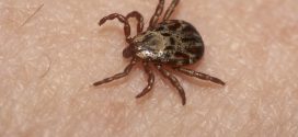 OYS with UGA Expert : Don’t let ticks scare you