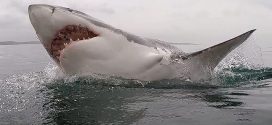 South Africa's great white sharks on verge of extinction, new research