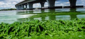 Toxic algae bloom blankets Florida beaches "Video"