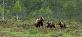 Vancouver Bear caught after Maple Ridge attack, won't be euthanized