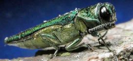 Emerald Ash Borer Has Arrived In Philadelphia, Deadly To Ash Trees