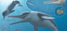 Fossil suggests echolocation evolved early in whales, research