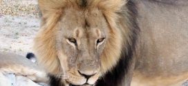 Lion mauls Granby Zoo employee, quick action saves her life