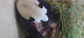 Rare giant panda cub born at Vienna zoo (Photo)