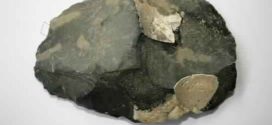 Scientists uncover oldest evidence of protein residue on stone tools