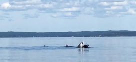 Shark spotted in Maritime waters (Photo)