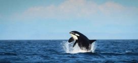 Whale "Granny" as old as the Titanic spotted in the Pacific