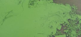 Algae bloom at Island lake leads to swimming warning