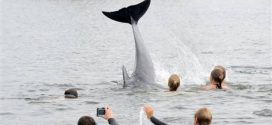 Friendly dolphin delights bathers in German canal (Video)