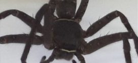 Huge tropical Huntsman spider found in shipping container in UK