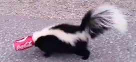 Man 'bravely' frees skunk with its head trapped in a can (Video)